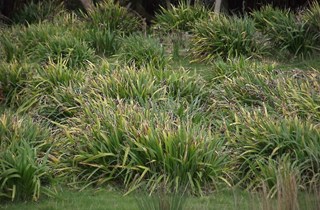 Stinking iris